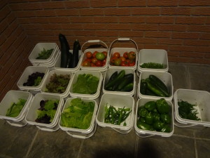2013 Harvest