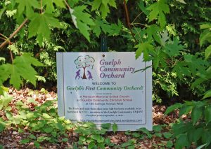 Sign in the ground that says "Guelph Community Orchard"