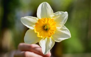 Hand holding a daffodil