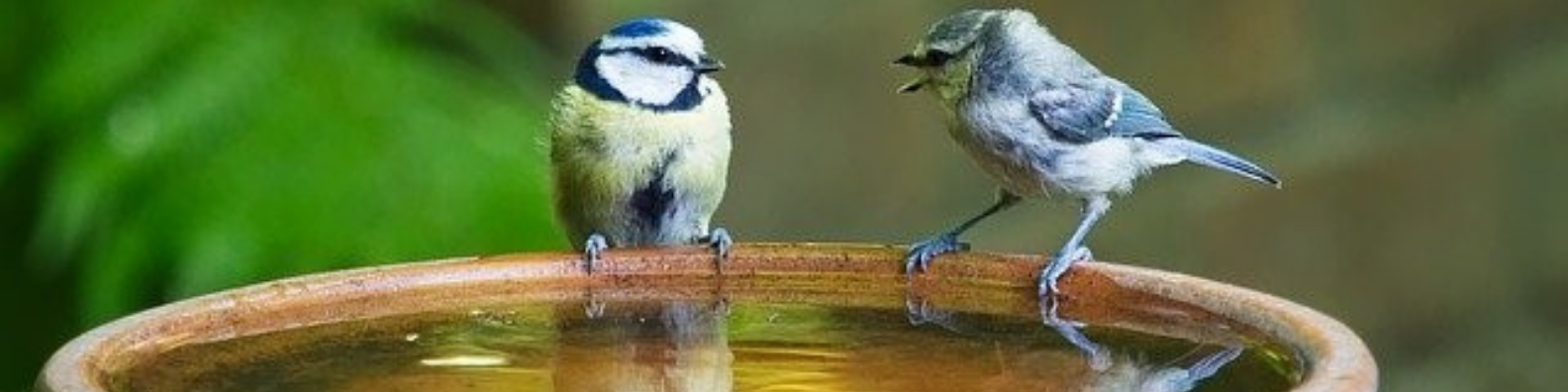 Two birds facing each other in a bird bath.